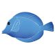 TANG FISH BLUE – Handmade Porcelain tile designs
