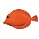 TANG FISH ORANGE – Handmade Porcelain tile designs