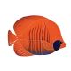 TIGER TANG FISH ORANGE – Handmade Porcelain tile designs