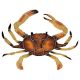 CRAB 16
