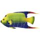 QUEEN ANGELFISH 8