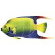 QUEEN ANGELFISH 5