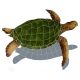SEA TURTLE SHADOW NATURAL 24