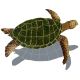 SEA TURTLE SHADOW NATURAL 17