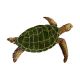 SEA TURTLE NATURAL 16