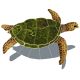 SEA TURTLE SHADOW NATURAL 10