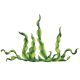 SEAWEED 24