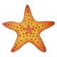 STARFISH 10