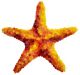 Starfish  – Handcut Glass Tile Designs | Decorative Mosaic for Wall, Pool & Spa
